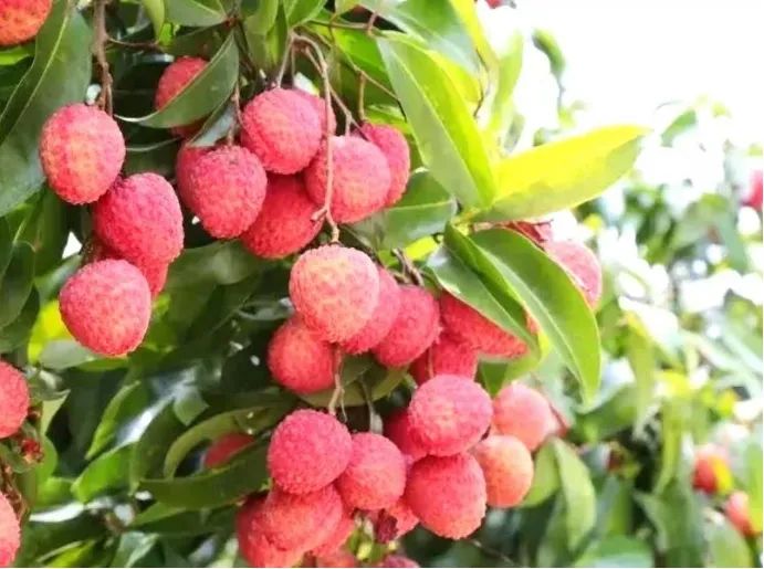 1649857496182104.png 图片