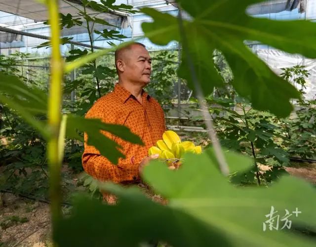 印尼豪哥果园内。南方 拍客 王美燕 摄 图片